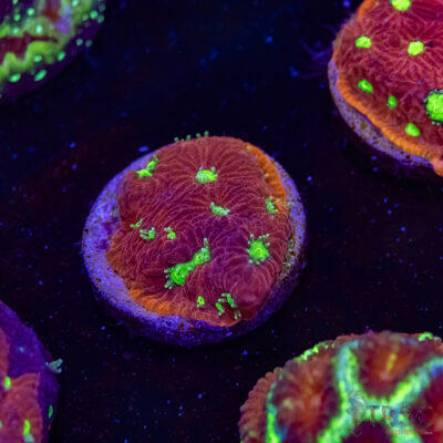 War and Peace Favia K04