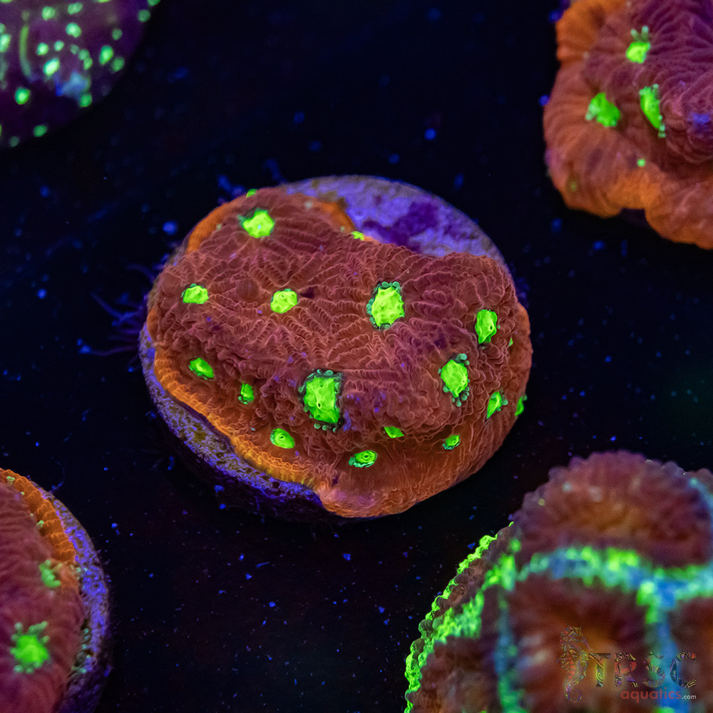 War and Peace Favia K05 3 War and Peace Favia K05