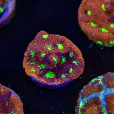 War and Peace Favia K07