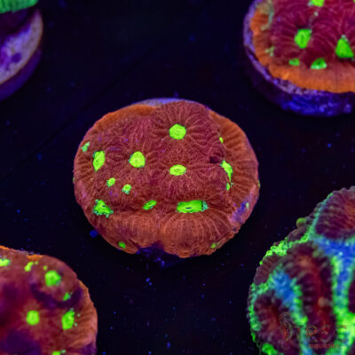 War and Peace Favia K09