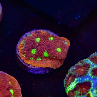 War and Peace Favia K10