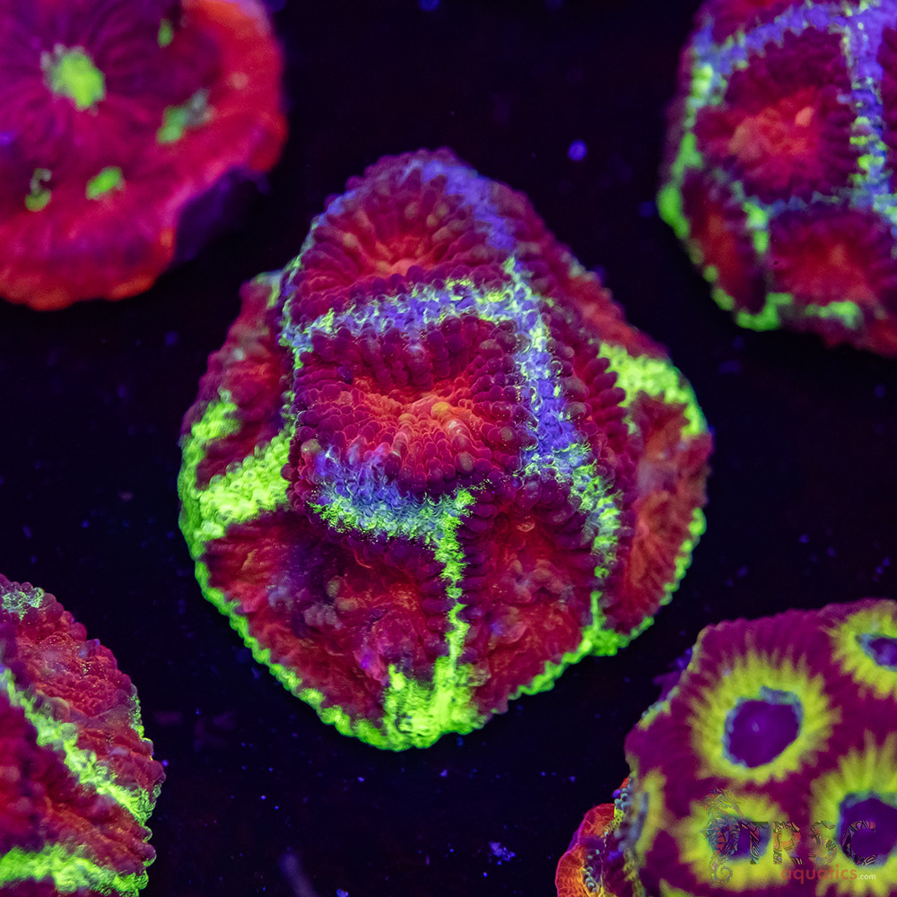 Jewel Favia L05 3 Jewel Favia L05