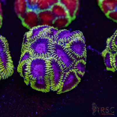 Spacemonkey Favia M01