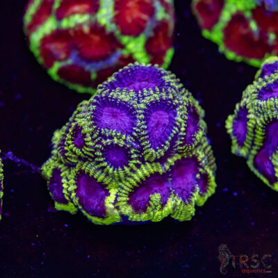 Spacemonkey Favia M02