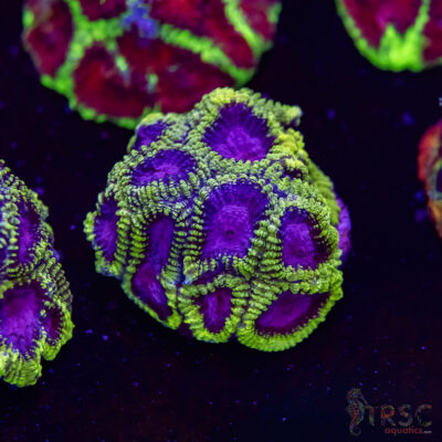 Spacemonkey Favia M03