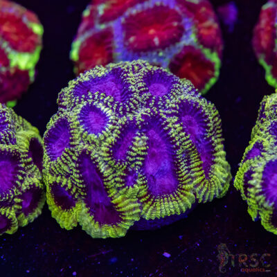 Spacemonkey Favia M04