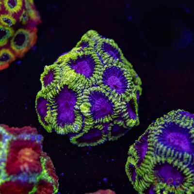 Spacemonkey Favia M05