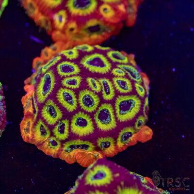 Spicy Lemon Favities M07