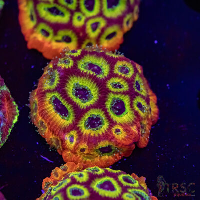 Spicy Lemon Favities M08