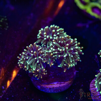 Battlestar Galaxia N01