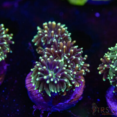 Battlestar Galaxia N02