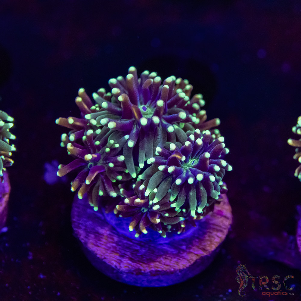 Battlestar Galaxia N04 3 Battlestar Galaxia N04