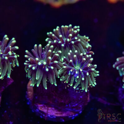 Battlestar Galaxia N06