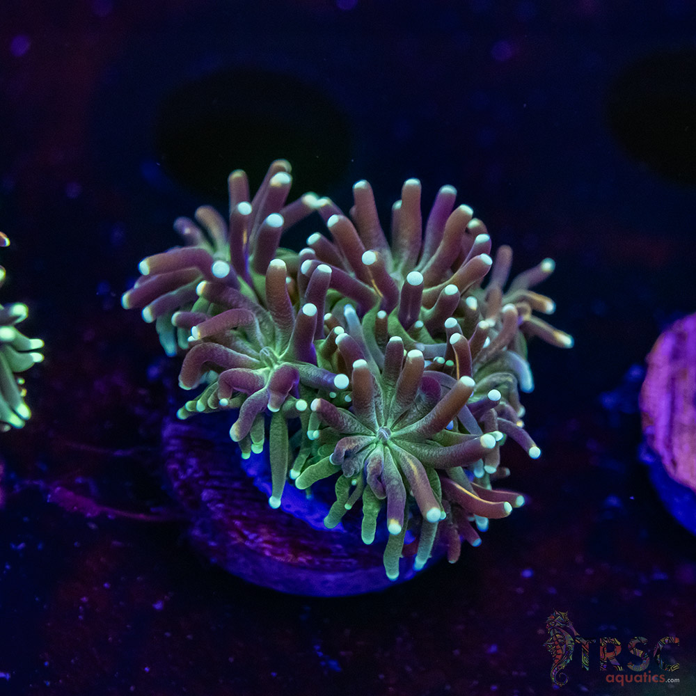 Battlestar Galaxia N07 2 Battlestar Galaxia N07