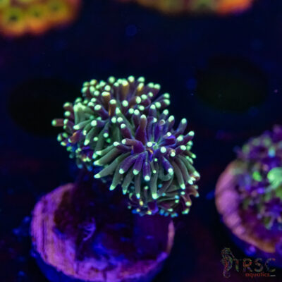 Battlestar Galaxia N08