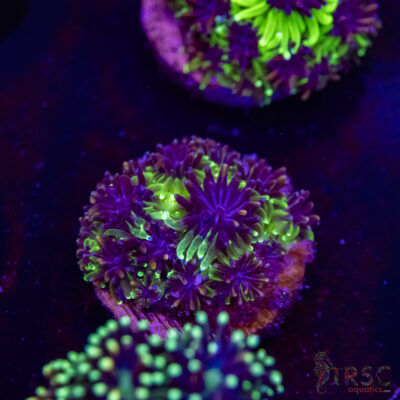 Sonic The Hedgehog Galaxia N09