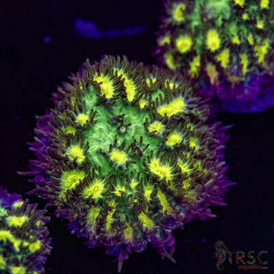 JF Limelight Hydnophora O02