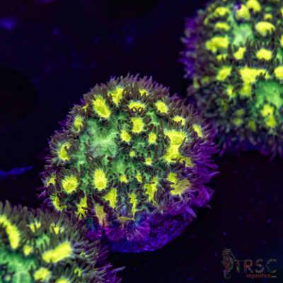 JF Limelight Hydnophora O03