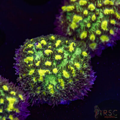 JF Limelight Hydnophora O04