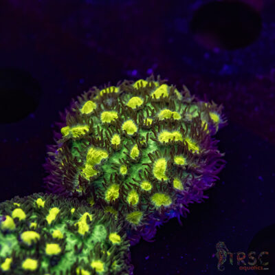 JF Limelight Hydnophora O05