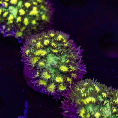 JF Limelight Hydnophora O07