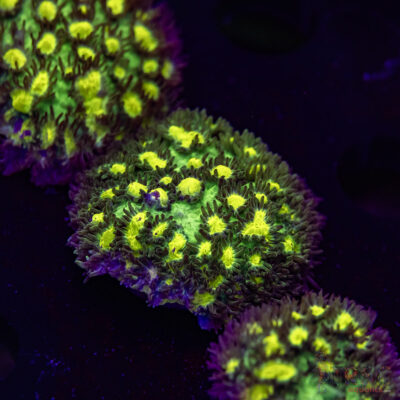 JF Limelight Hydnophora O08