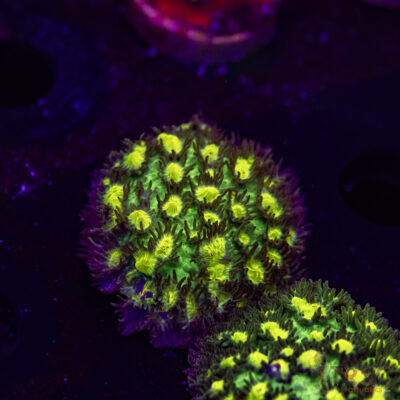 JF Limelight Hydnophora O09