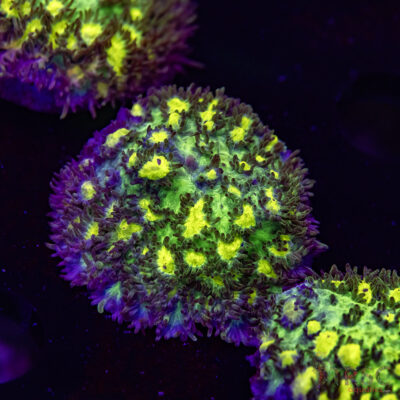 JF Limelight Hydnophora O10