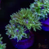 AUS Duncan Coral (2-3 Polyps) P02 1 TR 021626 BREAD P02