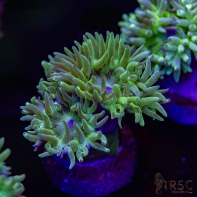 AUS Duncan Coral (2-3 Polyps) P02