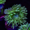 AUS Duncan Coral (2-3 Polyps) P03