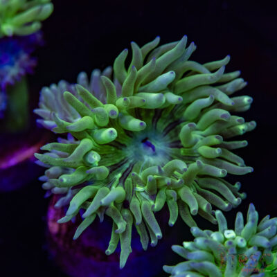 AUS Duncan Coral (2-3 Polyps) P03