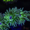 AUS Duncan Coral (2-3 Polyps) P04