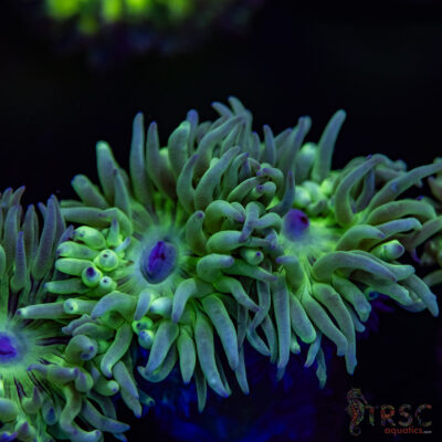 AUS Duncan Coral (2-3 Polyps) P04