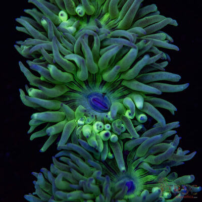 AUS Duncan Coral (2-3 Polyps) P05