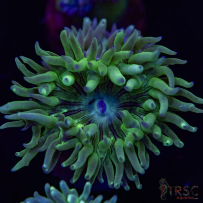 AUS Duncan Coral (2-3 Polyps) P06
