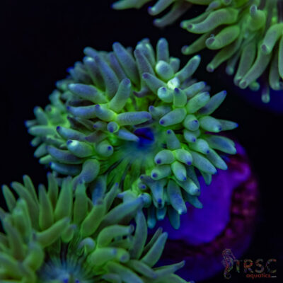 AUS Duncan Coral (2-3 Polyps) P08