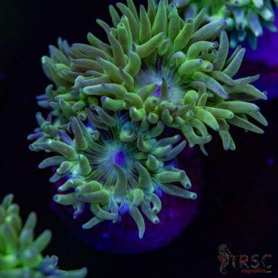 AUS Duncan Coral (2-3 Polyps) P09