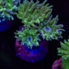 AUS Duncan Coral (2-3 Polyps) P10