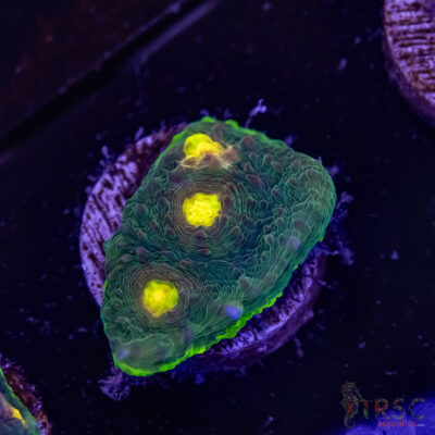 Circuit Breaker Watermelon Chalice Q03