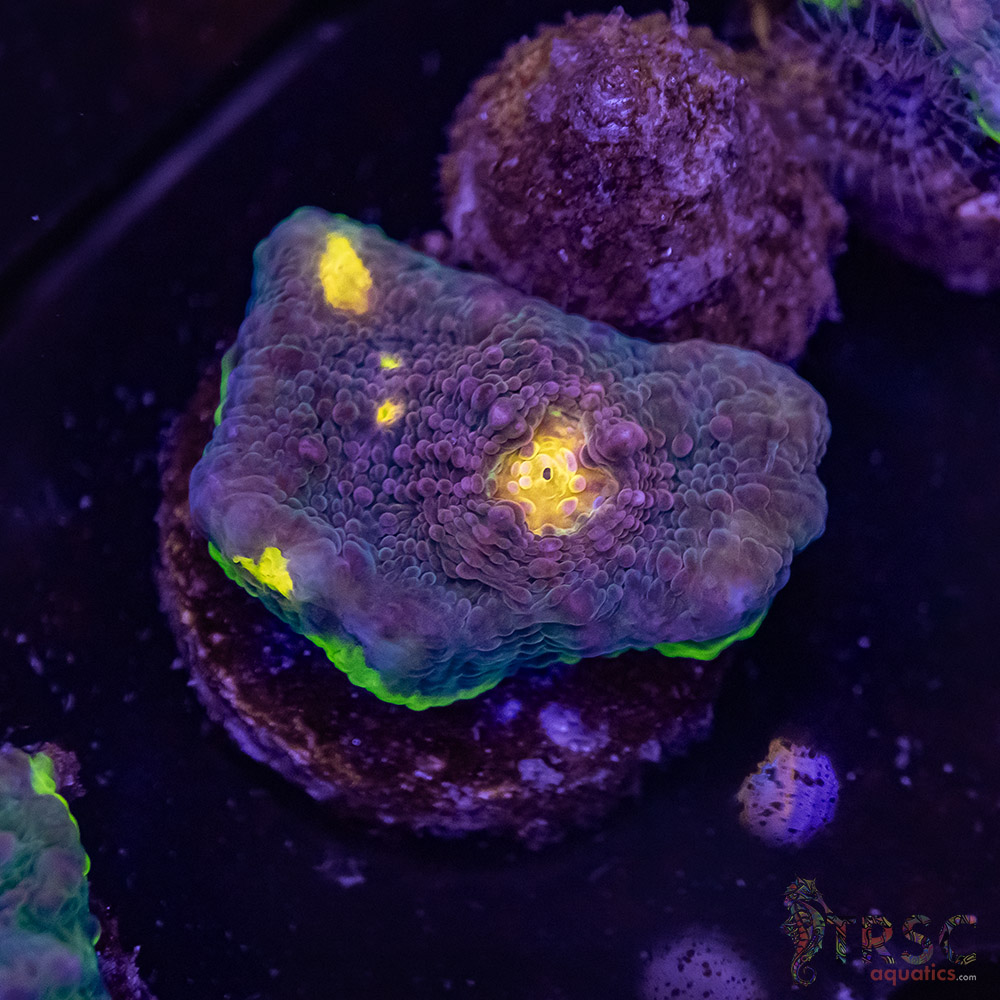 Circuit Breaker Watermelon Chalice Q05 3 Circuit Breaker Watermelon Chalice Q05