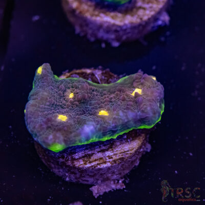 Circuit Breaker Watermelon Chalice Q08