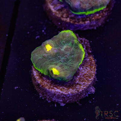 Circuit Breaker Watermelon Chalice Q09