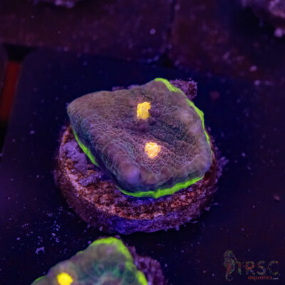 Circuit Breaker Watermelon Chalice Q10