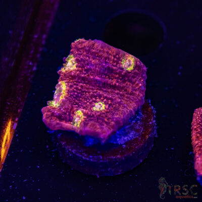 Pink Boobies Chalice R01