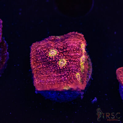 Pink Boobies Chalice R02