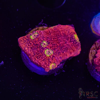 Pink Boobies Chalice R03