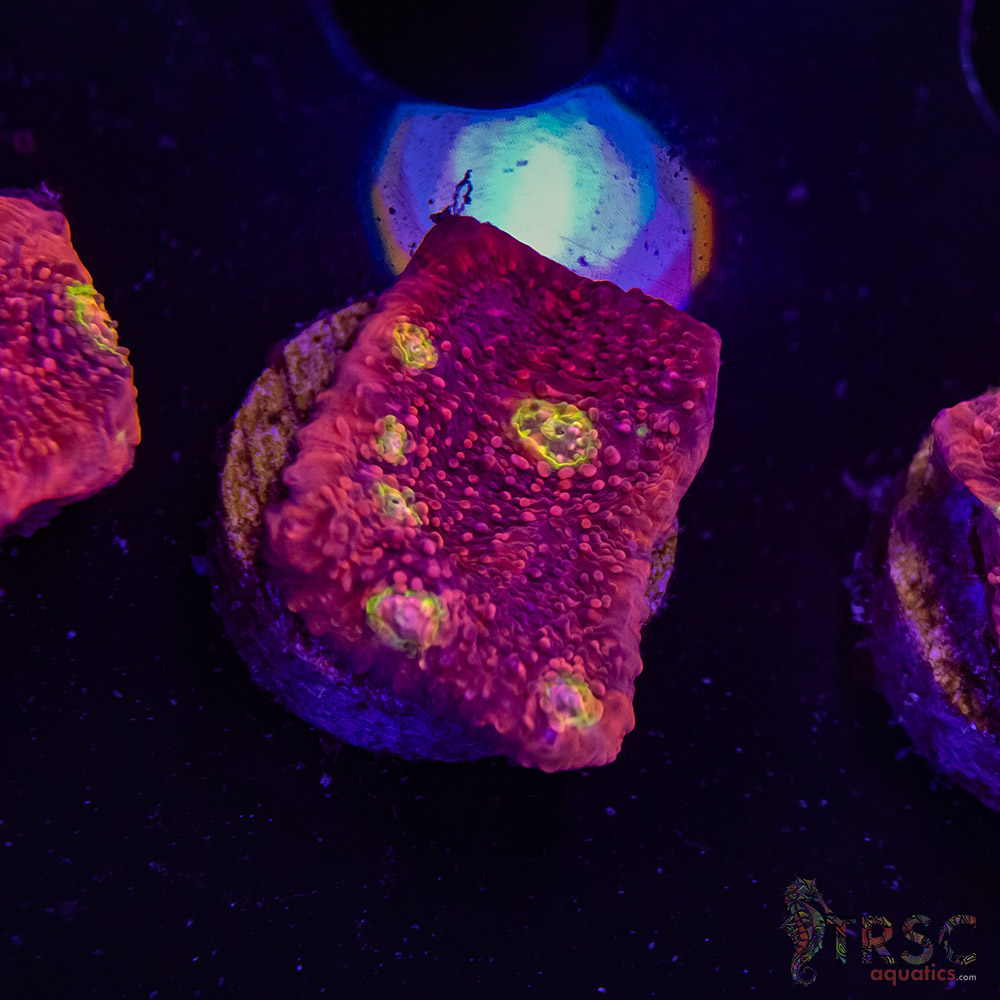 Pink Boobies Chalice R04 3 Pink Boobies Chalice R04