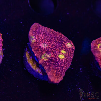 Pink Boobies Chalice R06