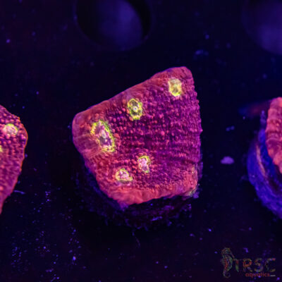 Pink Boobies Chalice R07